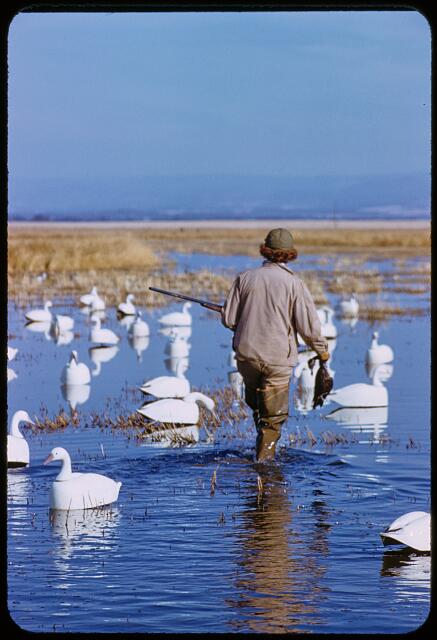 [San Francisco Waterfowl Hunting]