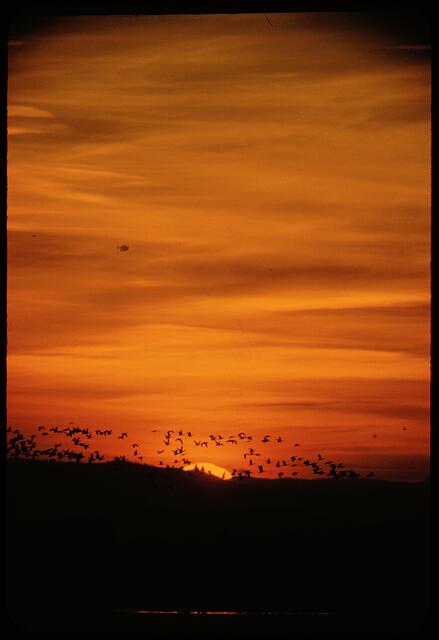 [San Francisco Waterfowl Hunting]