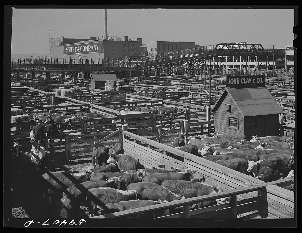 Cattle, Hereford mostly, for sale in Denver stockyards. Denver, Colorado