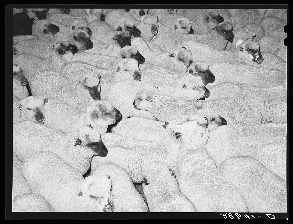 Sheep. Stockyards, Denver, Colorado
