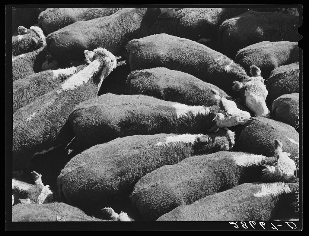 Steers. Stockyards, Denver, Colorado