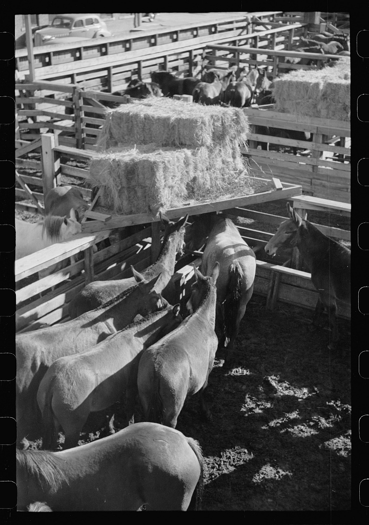 Mule stockyard, Denver, Colorado