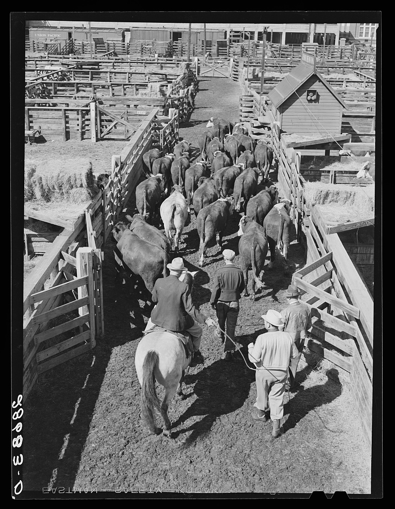 Driving cattle. Stockyards, Denver, Colorado