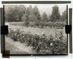 [Street with Caroline Restout roses, Portland, Oregon]