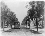 Main Street palms, Jacksonville, Fla.