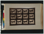 Horses. Irregular
