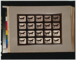 Horses. Irregular