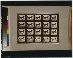 Horses. Irregular