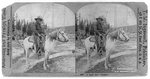 A Real Live Cowboy